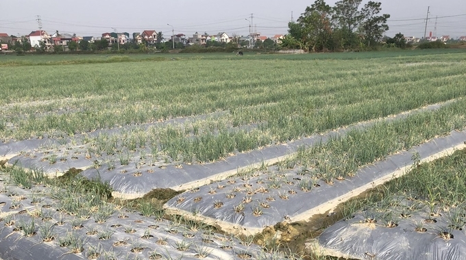 Hiệu ứng nhà kính trên mặt luống hành