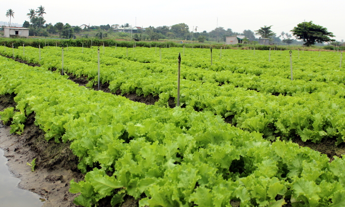 Growing VietGAP vegetables, profits increase by 40%